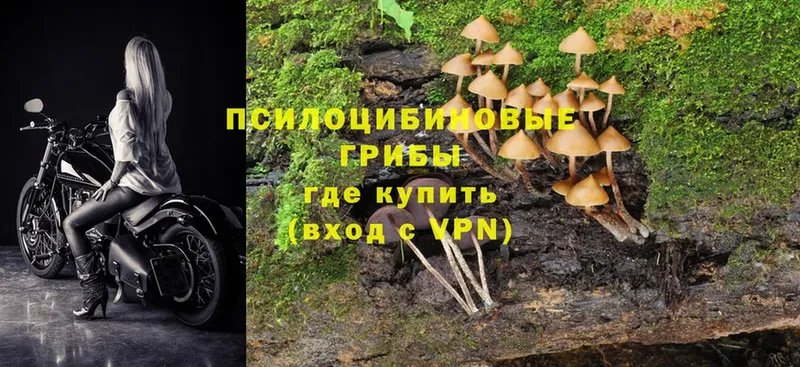 Псилоцибиновые грибы Cubensis  Курчалой 